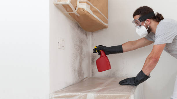 Basement Mold Remediation treatment on basement walls in Brentwood